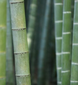 Eigenschaften erfolgreicher Menschen und was das mit Bambus zuu tun hat